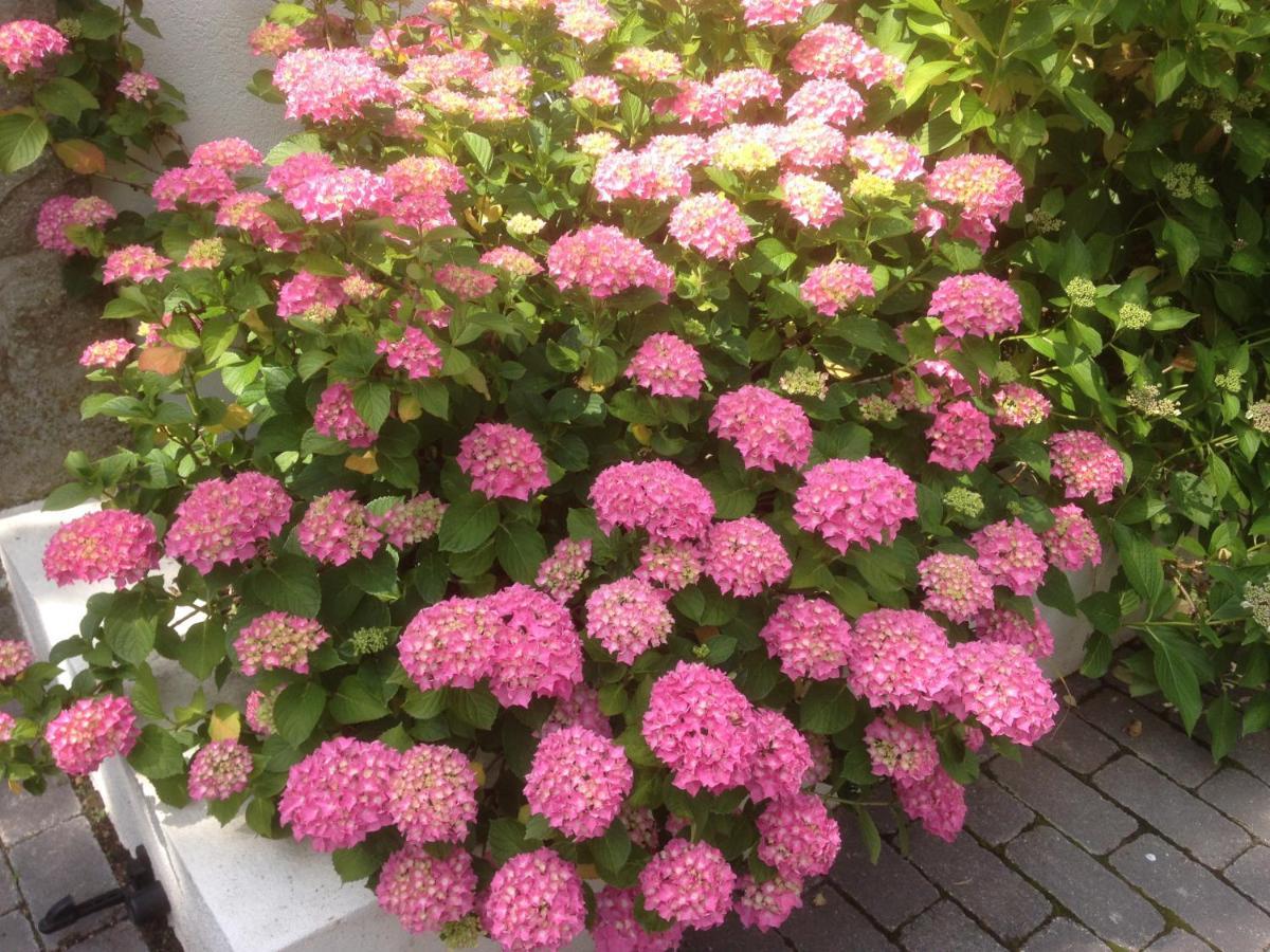 Les Hortensias Lantosque Luaran gambar